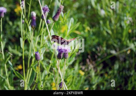 Farfalla aglais io con grandi macchie sulle ali primo piano. Foto Stock