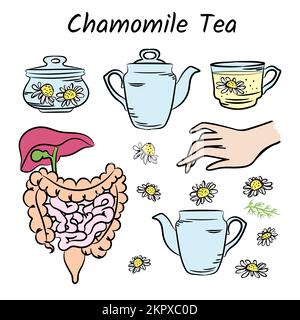 CAMOMILLA TEA COLOR guarigione decozione di germogli e Fiori Salute umana Medicina tradizionale per tratto Gastrointestinale Design elemento disegnato a mano VECTO Illustrazione Vettoriale