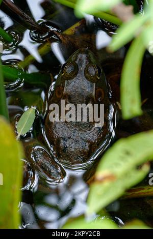 Costa del Golfo dell'America Centrale Toad Foto Stock