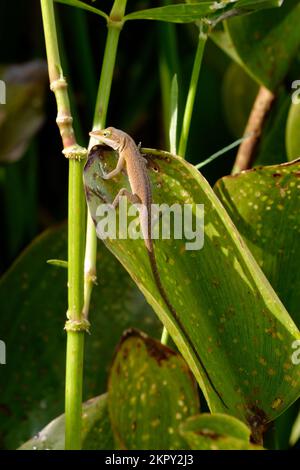 Green Anole arrampicata su una foglia Foto Stock