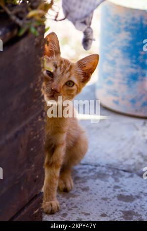 Gattino rosso, nascosto dietro un vaso Foto Stock