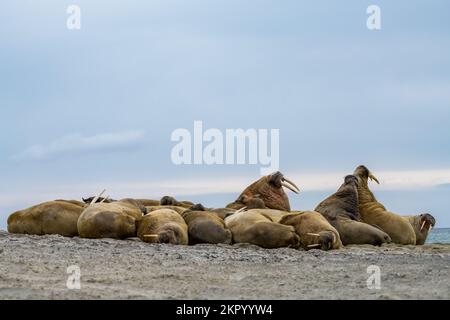 Huddle di passeggiate su una spiaggia, Smeerenburg, Svalbard, Regno di Norvegia Foto Stock