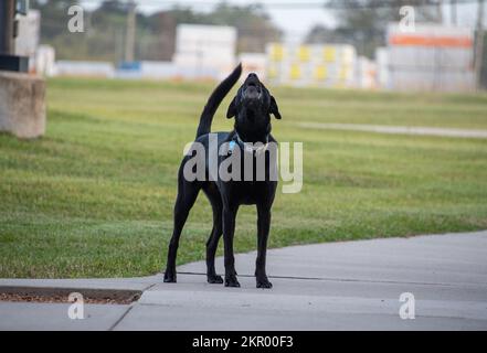 Tank, mascotte ufficiale della Stazione della Guardia Costiera di Houston, si abbaia come Guardia Costiera ADM. Steven Poulin, vice comandante della Guardia Costiera, e altri visitatori fare un tour della stazione di Houston, Texas, 4 novembre 2022. Poulin ha visitato la stazione di Houston per discutere la strategia della Guardia Costiera e riconoscere il personale ad alte prestazioni. Foto Stock