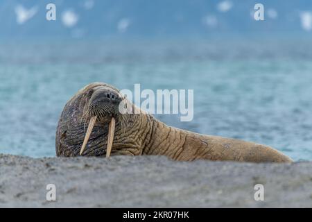 Primo piano di un trenino sulla spiaggia a bordo dell'acqua, Smeerenburg, Svalbard, Regno di Norvegia Foto Stock