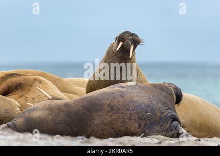 Huddle di passeggiate su una spiaggia, Smeerenburg, Svalbard, Regno di Norvegia Foto Stock