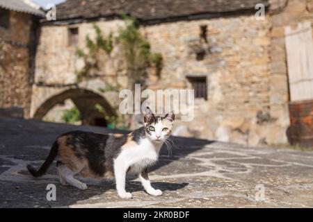 Felino o gatto di paese. Gatto femminile in un cortile in una fattoria in Aragon, Spagna Foto Stock