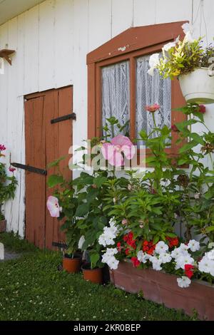 Vecchia facciata bianca e marrone fienile decorato con rosa Hibiscus mosscheutos - comune rosa mallow, fiori di Petunia rosso e bianco in estate. Foto Stock