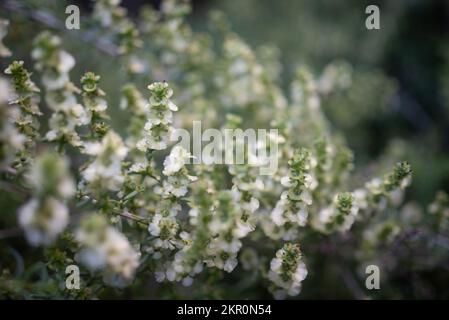 Piccolo primo piano di fiori bianchi. Fiore orientale di cotonbush. Estate natura carta da parati Foto Stock