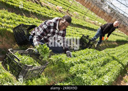 Orticulturista afro-americano che raccoglie rucola Foto Stock
