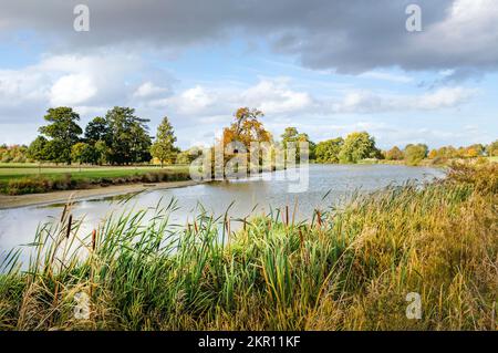 Bullrushes (canne) vicino a un lago nella campagna inglese, Aylesbury vale, Buckinghamshire, Regno Unito Foto Stock