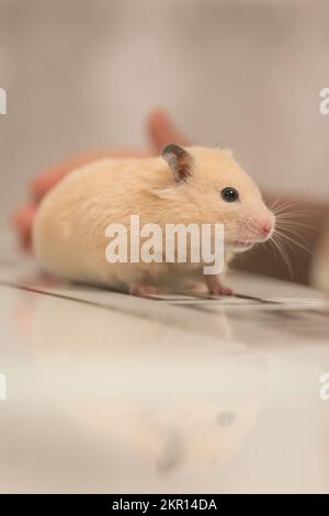 Un criceto color pesca corre sul tavolo con un riflesso, un morbido animale domestico. Foto Stock