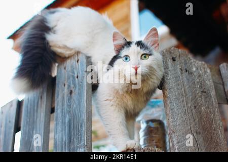 Gatto con occhi di colore diverso sulla recinzione Foto Stock