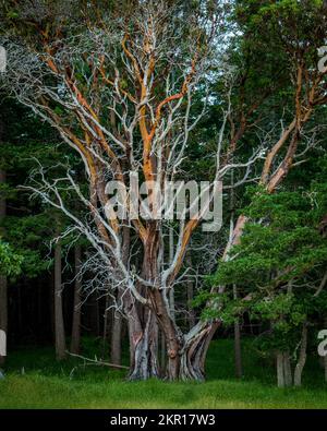 Bellissimo albero nel Parco Provinciale di Hellwell, Hornby Island, British Columbia, Canada Foto Stock