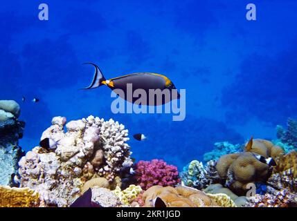 Pesce unicorno della spina arancione (naso elegans) nel Mar Rosso, Egitto Foto Stock