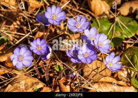 Primo piano di un grappolo di porpora fioritura comune epatica o liverwort (Anemone hepatica) in primavera, Weserbergland, Germania Foto Stock