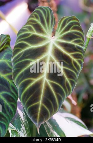 Bella foglia di Philodendron verrucosum forma scura, una pianta rara e popolare Foto Stock