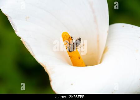 Ape su giglio di calla bianco, con il giallo stamen Pukerua Bay, Porirua, Wellington, Isola del Nord, Nuova Zelanda Foto Stock