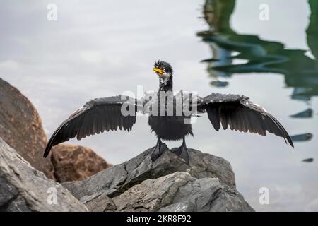 Giovane cormorano nero, o shag nero, asciugando le sue ali dopo aver nuotato nel porto di Wellington, Isola del Nord, Nuova Zelanda Foto Stock