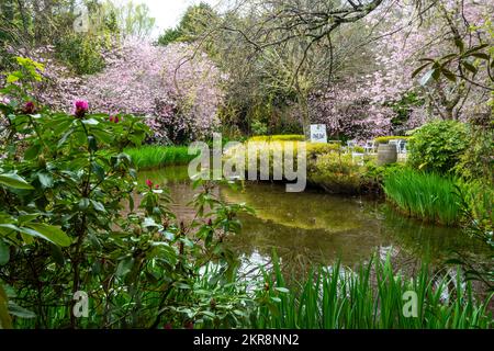 Alberi di ciliegio fioriti, giardini di Aston Norwood, Wellington, North Island, Nuova Zelanda Foto Stock