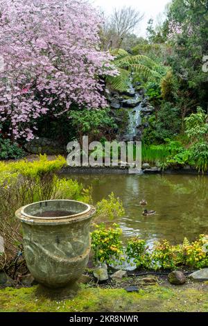 Alberi di ciliegio fioriti, giardini di Aston Norwood, Wellington, North Island, Nuova Zelanda Foto Stock