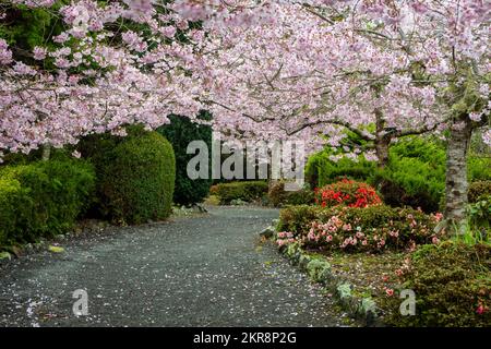 Alberi di ciliegio fioriti, giardini di Aston Norwood, Wellington, North Island, Nuova Zelanda Foto Stock