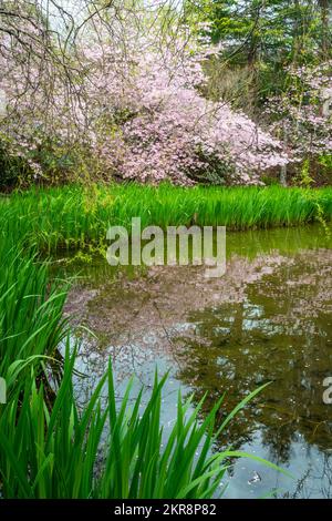 Alberi di ciliegio fioriti, giardini di Aston Norwood, Wellington, North Island, Nuova Zelanda Foto Stock