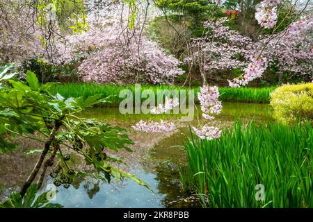 Alberi di ciliegio fioriti, giardini di Aston Norwood, Wellington, North Island, Nuova Zelanda Foto Stock