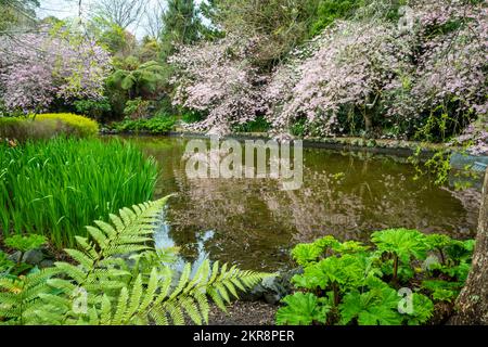 Alberi di ciliegio fioriti, giardini di Aston Norwood, Wellington, North Island, Nuova Zelanda Foto Stock