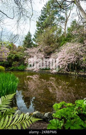 Alberi di ciliegio fioriti, giardini di Aston Norwood, Wellington, North Island, Nuova Zelanda Foto Stock