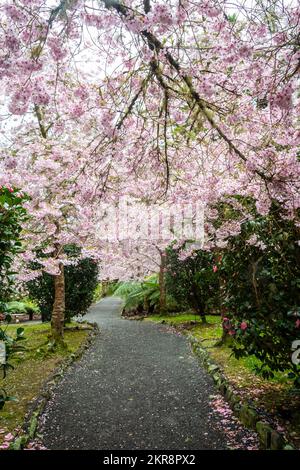 Alberi di ciliegio fioriti, giardini di Aston Norwood, Wellington, North Island, Nuova Zelanda Foto Stock