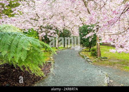 Alberi di ciliegio fioriti, giardini di Aston Norwood, Wellington, North Island, Nuova Zelanda Foto Stock