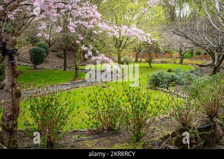 Alberi di ciliegio fioriti, giardini di Aston Norwood, Wellington, North Island, Nuova Zelanda Foto Stock