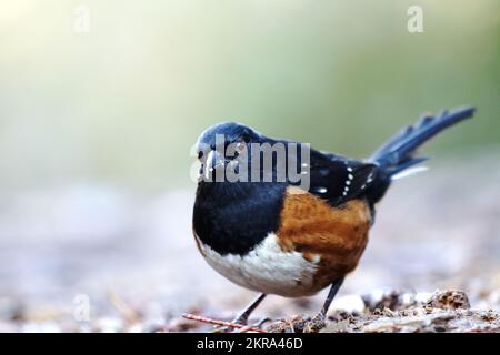 Primo piano dell'uccello Towhee a Stanley Park Foto Stock