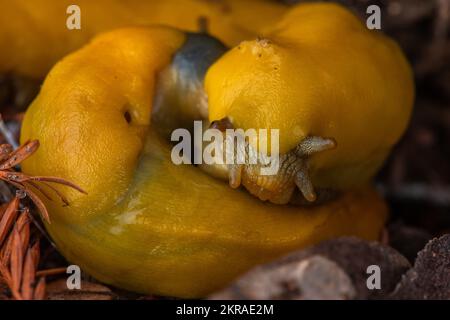 California Banana lumache (Ariolimax californicus) accoppiamento sul pavimento della foresta nel parco statale Big Basin Redwoods nelle montagne di Santa Cruz, CA. Foto Stock