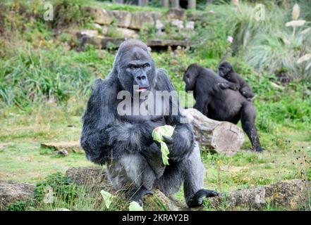 Jock The Silverback Lowland Gorilla al Bristol Zoo. Foto Stock