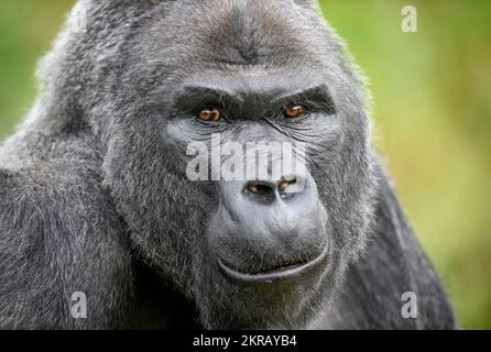 Jock The Silverback Lowland Gorilla al Bristol Zoo. Foto Stock