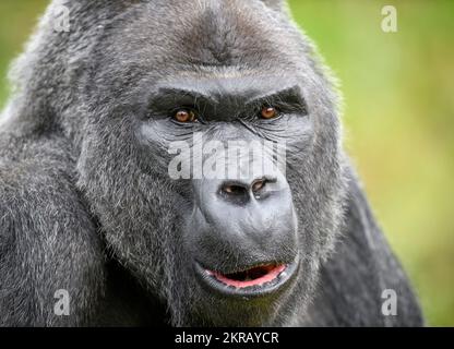 Jock The Silverback Lowland Gorilla al Bristol Zoo. Foto Stock
