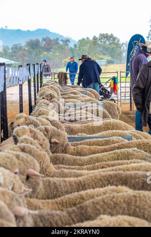 Sondaggio Merino Rams a un'asta alla Bella Lana Stud Farm vicino a Wellington, New South Wales, Australia Foto Stock