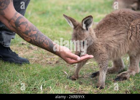 221111-N-XN177-1178 HOBART, Tasmania (11 novembre 2022) – Aviation Ordnanceman 2nd Classe Pierre Blakely, di Santa Rosa, California assegnato al portatore d'assalto anfibio USS Tripoli (LHA 7), alimenta un canguro al Bonorong Wildlife Sanctuary di Hobart, Tasmania, 11 novembre 2022. Tripoli opera nell'area delle operazioni della flotta 7th degli Stati Uniti per migliorare l'interoperabilità con alleati e partner e fungere da pronta forza di risposta per difendere la pace e mantenere la stabilità nella regione dell'Indo-Pacifico. Foto Stock