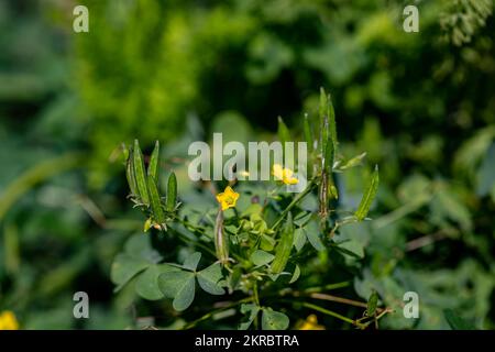 Fiore Oxalis dillenii che cresce in prato Foto Stock