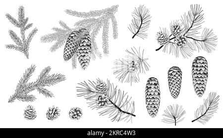 Set di rami sempreverdi, pino, abete, abete rosso conifere. Illustrazione di decorazioni floreali natalizie isolate su sfondo bianco. Retro Illustrazione Vettoriale