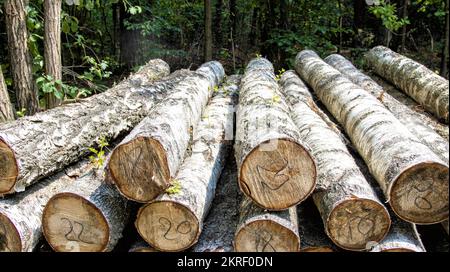Mucchi di tronchi di betulla si trovano nella foresta in una radura. Il concetto di legno da tronchi. Commercio di prodotti forestali, importazione ed esportazione di legname. Foto Stock