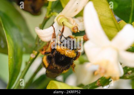 primo piano di una bomba che si nuca su un fiore d'arancio Foto Stock