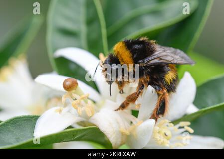 primo piano di una bomba che si nuca su un fiore d'arancio Foto Stock