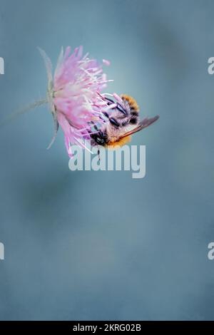 l'alimentazione delle api su campo scabious, grigio blu uniforme sfondo Foto Stock