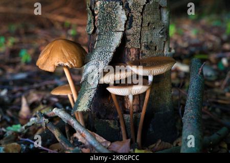 Raccolta di funghi miele, Armillaria mellea, - una famiglia di funghi commestibili nella foresta autunnale. Foto Stock