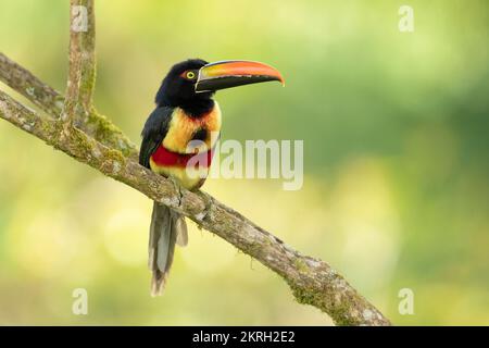 Fiery-fatturati aracari Foto Stock