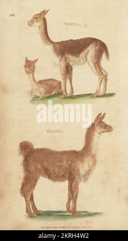 Vicuna, lama vicugna, e lama, lama glama. Incisione su copperplate a mano di James Heath dalla Zoologia Generale di George Shaw: Mammalia, Thomas Davison, Londra, 1801. Foto Stock