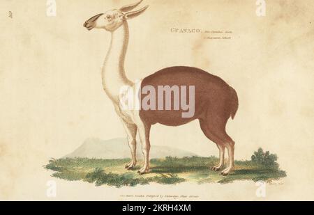 Guanaco, lama glama subsp. Guanicoe (lama guanicoe). Incisione su copperplate a mano di James Heath dalla Zoologia Generale di George Shaw: Mammalia, Thomas Davison, Londra, 1801. Foto Stock