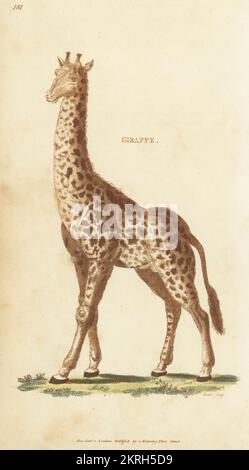 Giraffa settentrionale o giraffa a tre corna, Giraffa camelopardalis. Giraffa nubiana, giraffa, giraffa camelopardalis. Incisione a mano su copperplate di James Heath dalla Zoologia Generale di George Shaw: Mammalia, Thomas Davison, Londra, 1801. Foto Stock